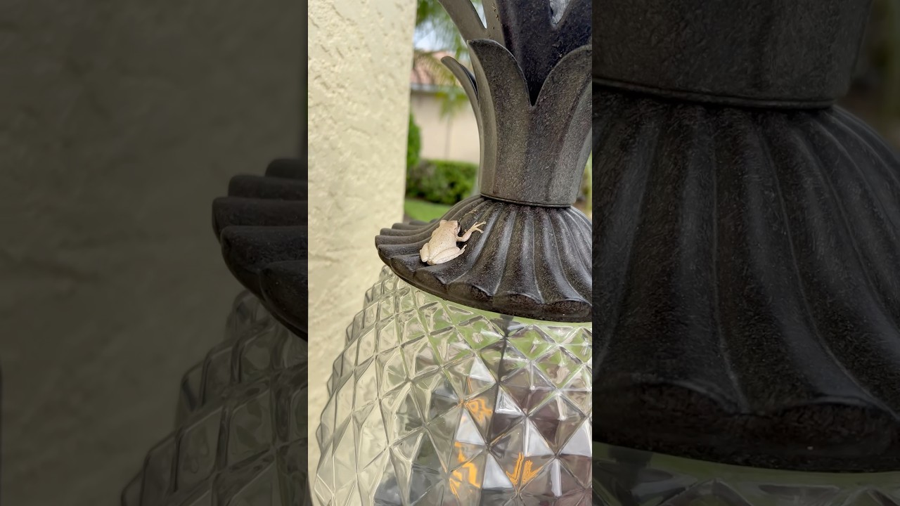 Anything that eats bugs if a friend of mine. #share #frog #friends