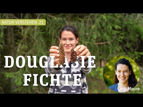 DOUGLASIE ÄHH .... FICHTE? - Maura klärt Baumarten auf!