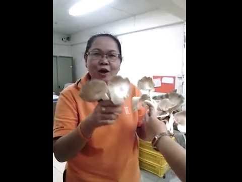 การเพิ่มขึ้นของสมาชิก ไข่ที่มีความอ่อนแอ