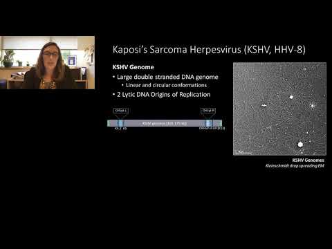 Visualizing viral replication of oncogenic human herpesviruses