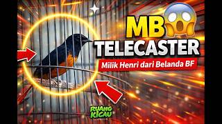 Download lagu DETIK-DETIK HP IKUTAN BERGETAR LIHAT PARUH MURAI BATU TELECASTER mp3 Download lagu DETIK-DETIK HP IKUTAN BERGETAR LIHAT PARUH MURAI BATU TELECASTER mp3