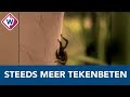 Vijf vragen over wat je (niet) wilt weten over een tekenbeet