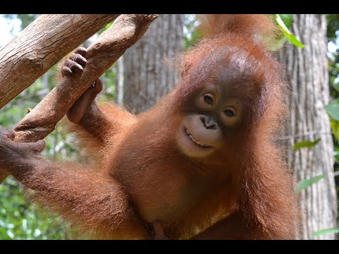Orangutan Jungle School: What happened to Dilla and Delilah?