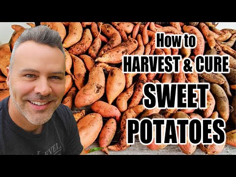 When & How to Harvest + How to Cure Sweet Potatoes