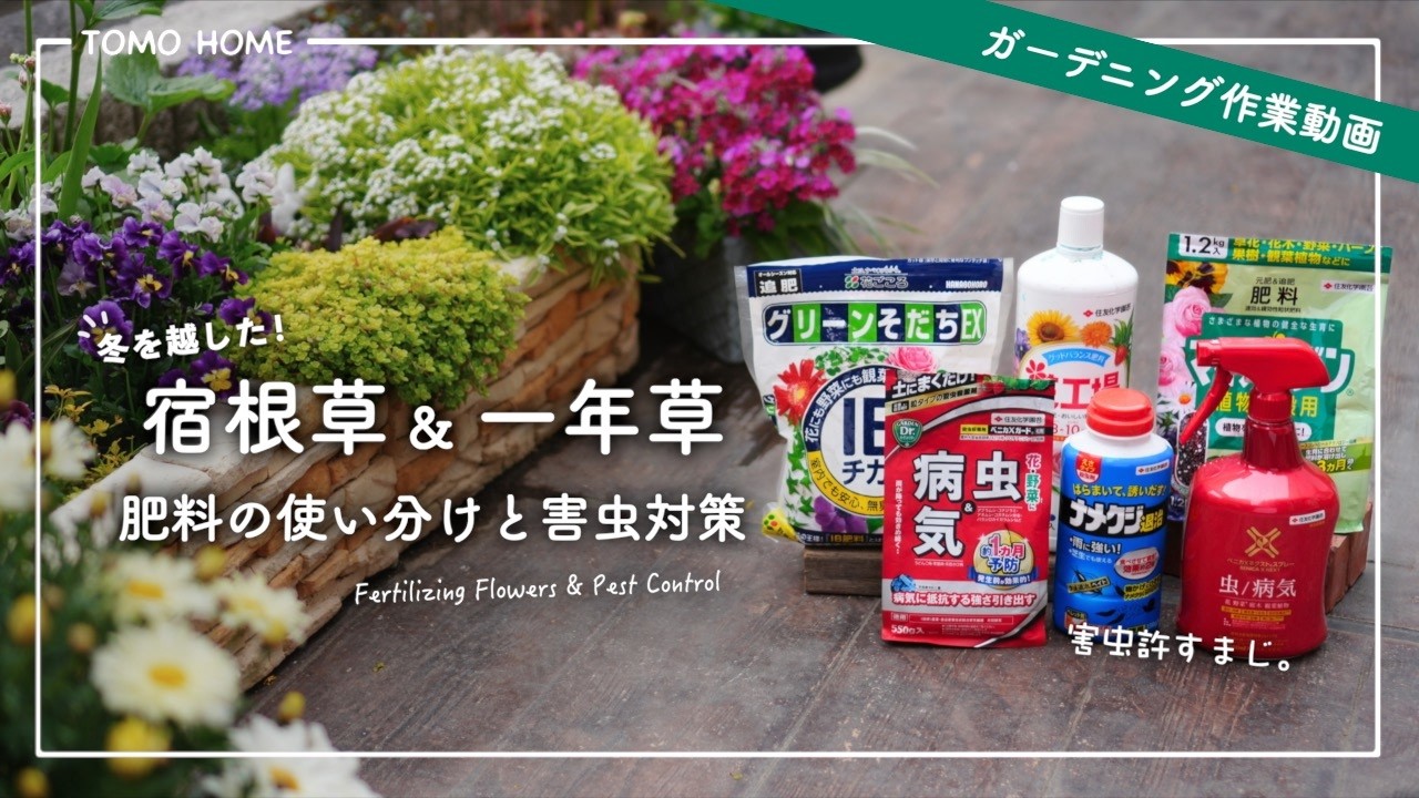 春の園芸作業動画・追肥と病害虫対策【うどん粉病に弱い花】