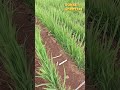 Differences Between Planting Rice On Land And In Paddy Fields