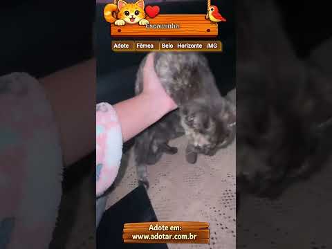 Vídeo de Escaminha
