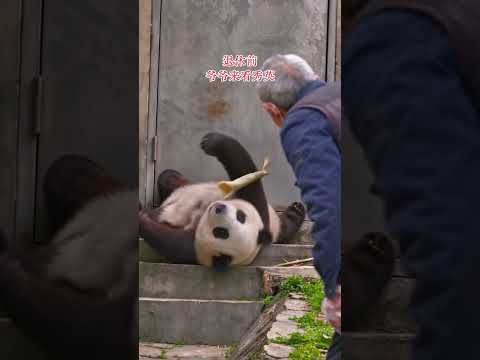 爺爺要退休了，離開前特意去和他之前養過多年的熊貓告別～ #大熊貓 #萬物皆有靈性 #動物也有愛