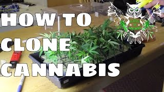Cloning Tutorial: Clone Cannabis at Home | Step by Step Guide to Taking Marijuana Clones