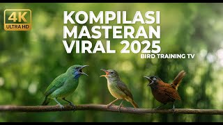 Download lagu 🔴 Masteran Kompilasi Cucak Cungkok Betina Gacor Kolibri Manggar Betina Gacor vs Tepus Kepala Abu mp3 Download lagu 🔴 Masteran Kompilasi Cucak Cungkok Betina Gacor Kolibri Manggar Betina Gacor vs Tepus Kepala Abu mp3