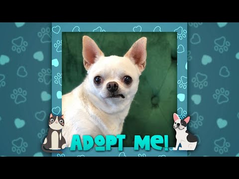 Take Burrito the Dog Home in ‘Get These Pets Right Meow’