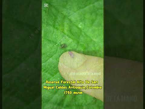 Gorgojos orden ColeopteraSuperfamilia CurculionoideaFamilia Anthribidae#caldasantioquia#gorgojos