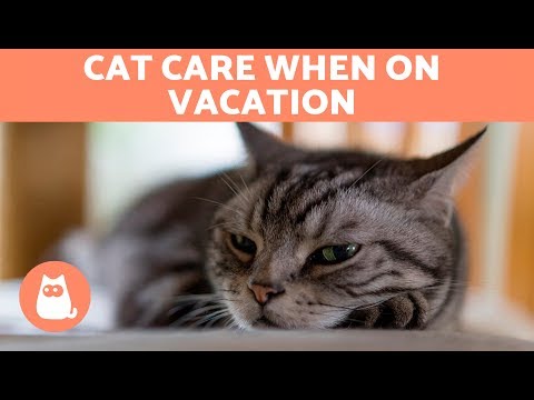 I’m Going on Vacation, but What do I do with My Cat?
