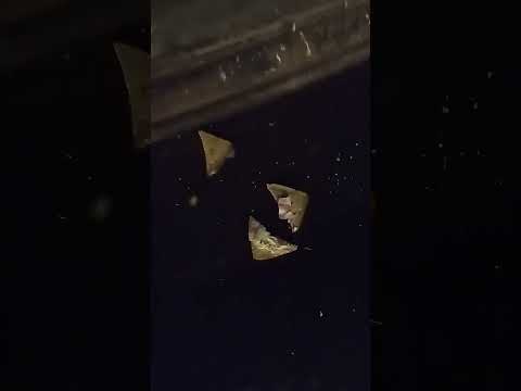 Manchester Church Rats Eating