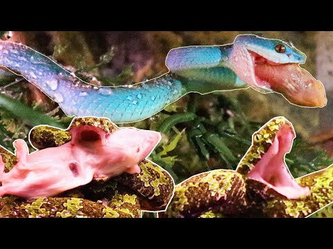 Deadly Snake Virus RESULTS! And feeding my Crazy Vipers!