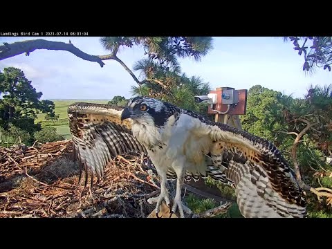 Osprey Fledgling Takes Center Stage In Savannah, Georgia – July 14, 2021