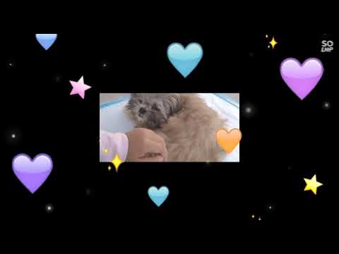 My love for dogs ♥️🐕‍🦺. #dogs #lovedogs