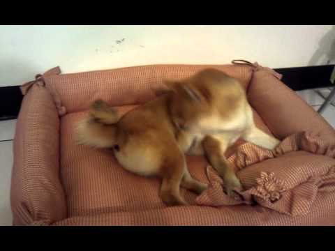 試床記(原發表者:毛豆姐)(影片)