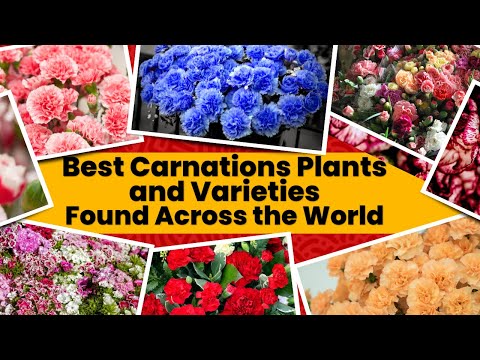 Best Carnations Plants and Varieties Found Across the World