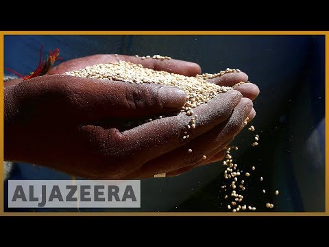 Bolivia's superfood crop seen as means for food security