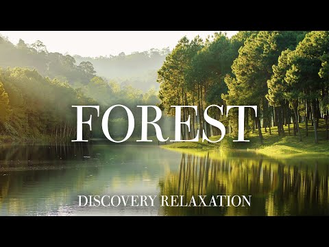 Лес 4К - Замечательный расслабляющий фильм с успокаивающей музыкой