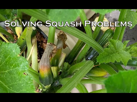 , title : 'Solving Squash Problems - Fruit Rotting or Dropping Off?'