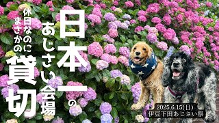 【お散歩スポット巡り#53】日本一のあじさい会場が休日なのにまさかの貸切！伊豆下田あじさい祭り　イングリッシュコッカースパニエル「みみ」 の気持ち