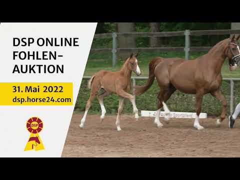 Trailer 14. DSP-Online-Fohlenauktion am 31. Mai 2022