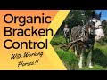 Controlling Bracken without chemicals! -Another use for the working horse!