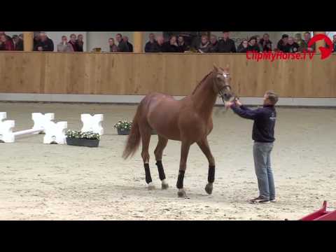 Goldfever I FRH Hengstschau 2017