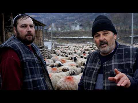 Famila Iacob din Negrilești | 700 de oi BREZE și 20 de berbeci cu NASUL ALB | Probleme mari cu LUPII