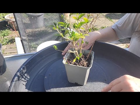Repotting my second pre bonsai privet cutting, Bonsai Gurl (March 2022)
