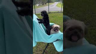 Video preview image #1 Shih Tzu Puppy For Sale in Weston, FL, USA