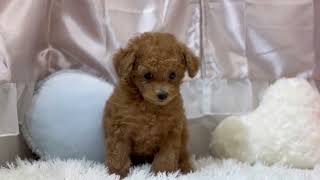 トイプードルの動画01