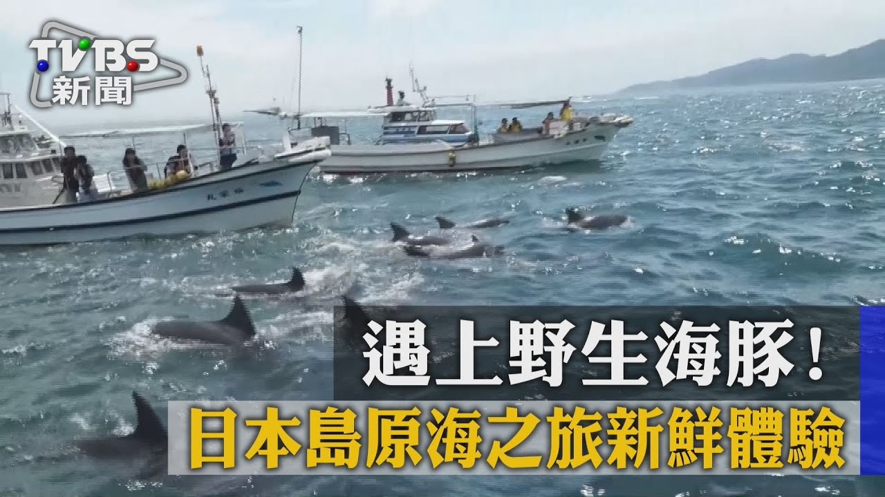 遇上野生海豚 日本島原海之旅新鮮體驗
