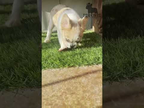 Video 5