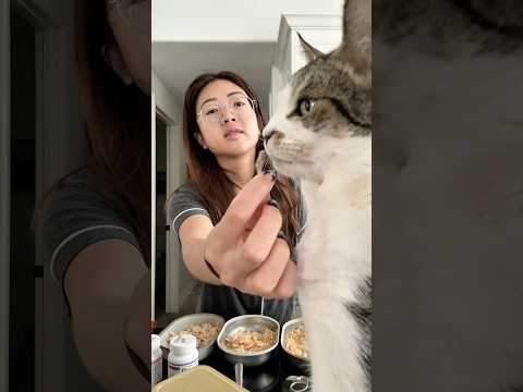 The cats have a dry and wet food diet. #catmom #catmomlife #feedmycatswithme #catfood #catlover
