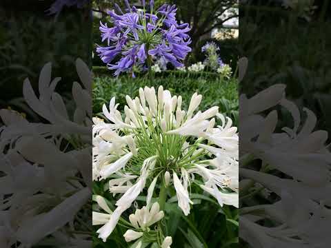 アガパンサスを成長させ、開花を促進するにはどのような肥料を使用すればよいでしょうか?  庭園