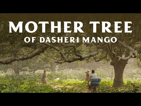 दशहरी आम: मलिहाबाद की ऐतिहासिक पहचान, बेमिसाल खुशबू और स्वाद का प्रतीक