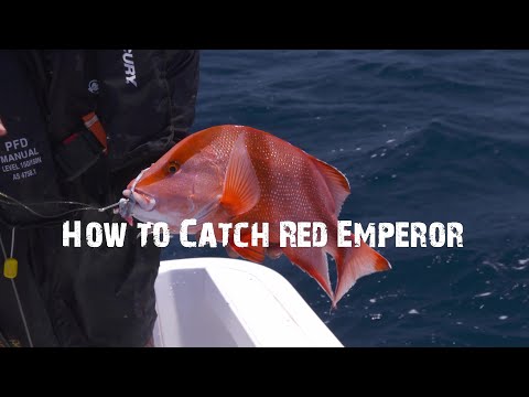 How to Catch Red Emperor with Nige and Nicko