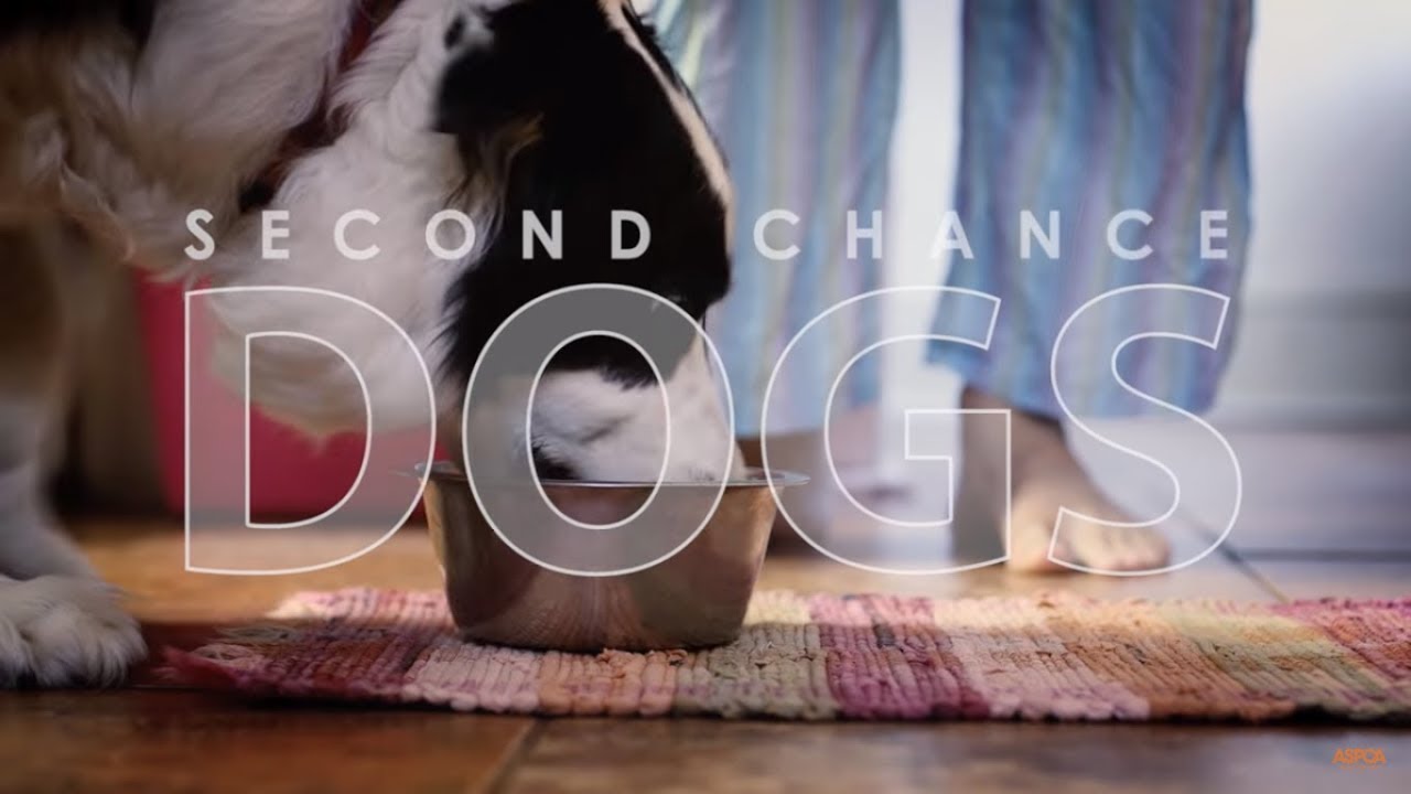 Second Chance Dogs