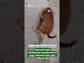 Deworm Your Pets 100s Of Worm From A Poor Pup