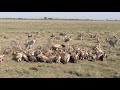 Tanzania Serengeti National Park Ngorongoro Safari Hyena Vs Vulture