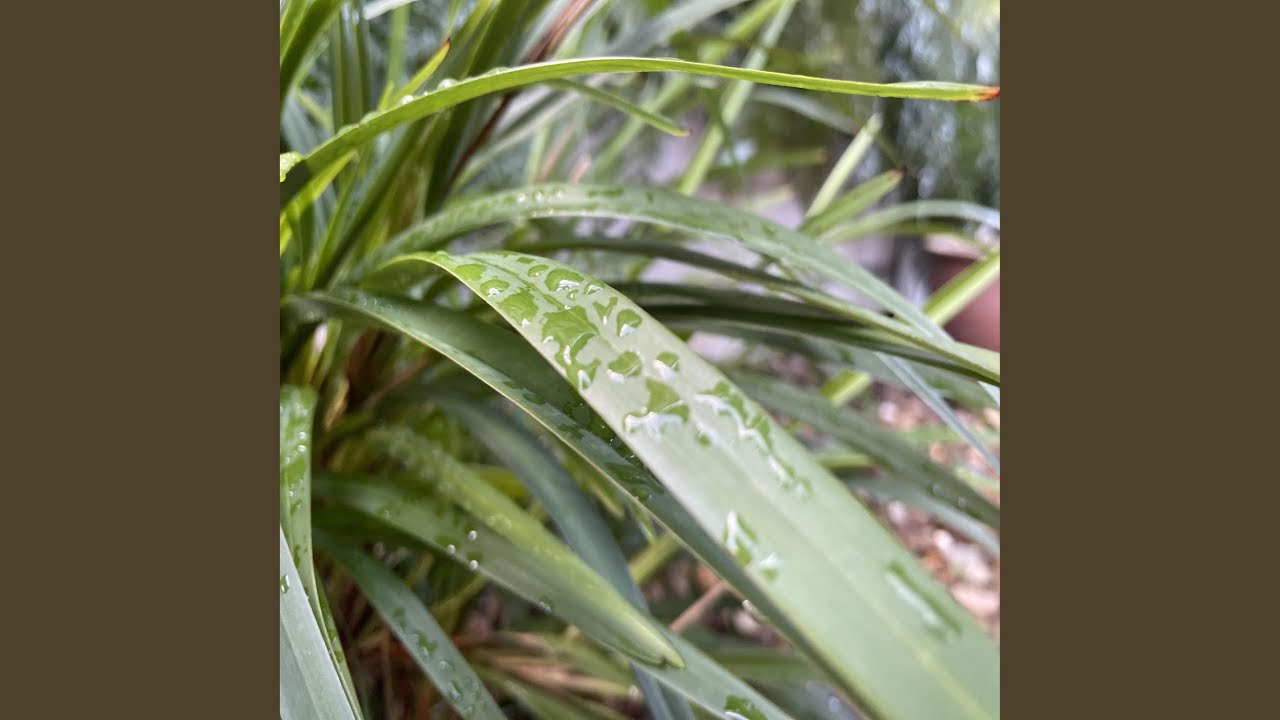 Canberra: A Tranquil Haven for Reflective Travelers
