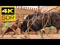 4K SDR ● Bhalla vs Wild Bison (Baahubali) ● Dolby 5.1