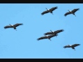 'Zhuravli' - Cranes 