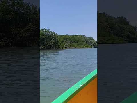 Entre as águas e o verde do manguezal de Diogo Lopes