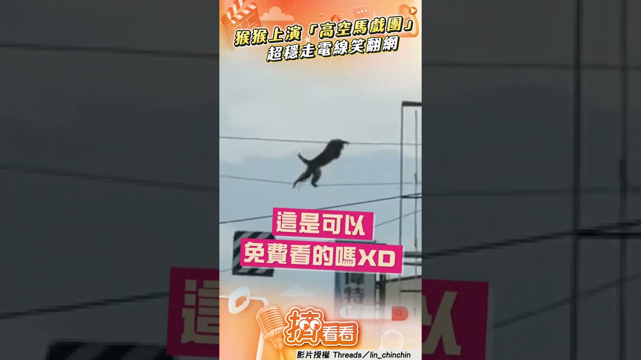 影音／嘉義獼猴馬路上演「高空馬戲團」　超穩走電線網驚呼：身懷絕技