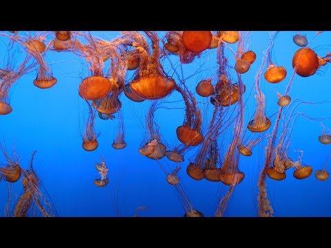 Live Jelly Cam - Monterey Bay Aquarium