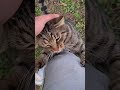 Homeless Tabby Cat Hugs My Leg